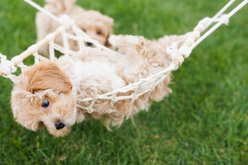 Cute puppies of the Maltipoo breed are renting on the green grass in a hammock.  Vacation concept.