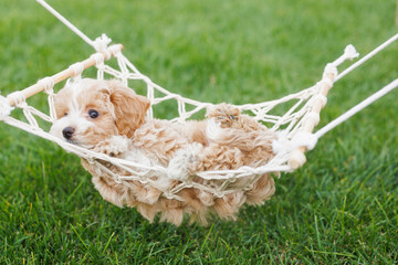 Cute puppies of the Maltipoo breed are renting on the green grass in a hammock.  Vacation concept.