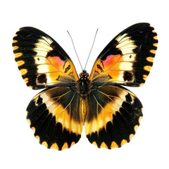 Beautiful butterfly with pride color isolate on transparency background PNG