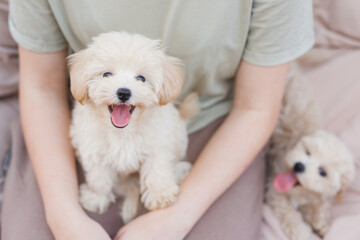 Cute puppies of the Maltipoo breed are resting in the arms of girl.