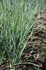 Grown shoots of green onions in sunny June vertical orientation