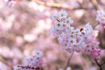 見上げる桜