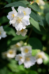 White fresh jasmine flowers. Close up.