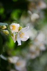 White fresh jasmine flowers. Close up.