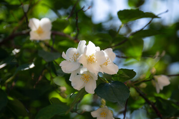 White fresh jasmine flowers. Close up.