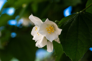 White fresh jasmine flowers. Close up.