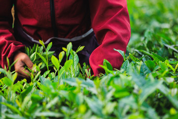 Woman picking green tea leaves in spring tea farm mountains