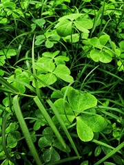 close up of green leaves