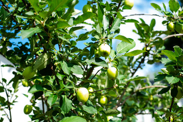 Suburban houses front yard with dwarf apple tree load of fruits on small branch bending, urban...