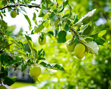 Suburban houses front yard with dwarf apple tree load of fruits on small branch bending, urban homestead farming in Dallas, Texas, Spring seasonal background, backyard orchard self-sufficient