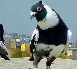 penguin on the beach