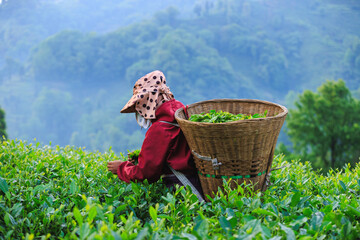 Woman picking green tea leaves in spring tea farm mountains