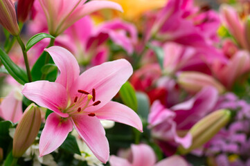Colorful lilies on blurred floral