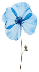 PNG Real Pressed a Blue flower nature petal plant.