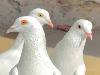 group of pigeons on the street
