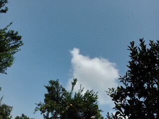 sky and tree