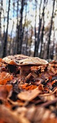 Vertical shot of a mushroom surrounded by autumn leaves