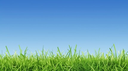 Green Grassland with Blue Sky Background