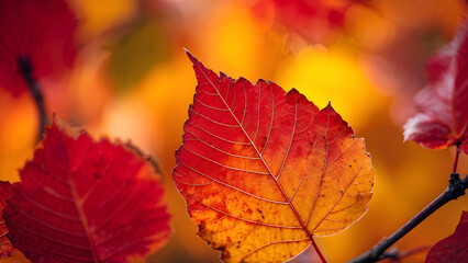 Obraz premium Autumn colorful fallen leaves background