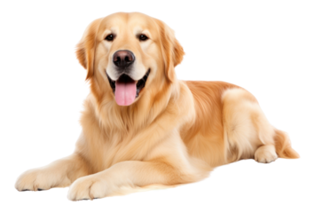 PNG  Dog mammal animal pet