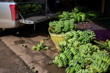 Focus on selecting lots of green bananas and placing them in piles on the floor. Farmers are bringing lots of bananas to sell in the market.