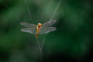selective orange dragonfly caught in spider web natural background A poor dragonfly is caught in a...
