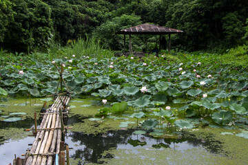 many lotuses pop up in a natural pond A fish pond with lots of lotus flowers and green plants looks...