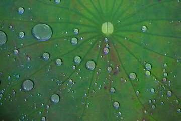 Water drops on the green lotus leaves in the pond look refreshing. Feel the coolness and abundance....