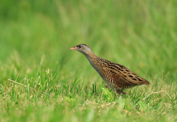 Corn crake, Crex crex, calling from the meadow