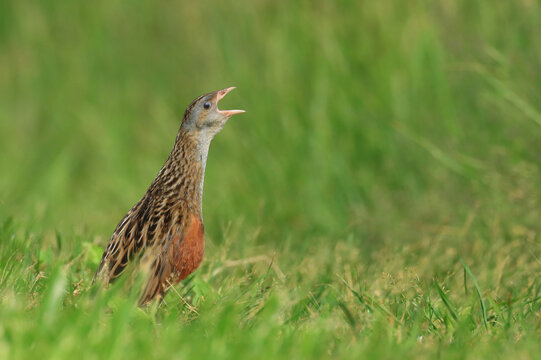 Corn crake, Crex crex, calling from the meadow