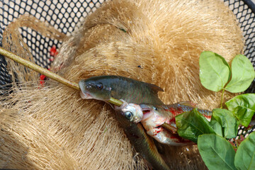 A river fish mercilessly took a branch into its mouth. Hunted fish were placed in a net They were...