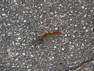 地面を這うマイマイガの幼虫