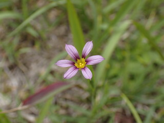 春の野原に咲く小さな赤紫色のニワゼキショウの花