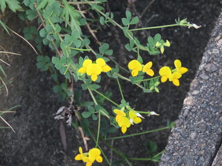 野に咲く黄色いミヤコグサの花