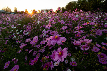 Obraz premium Selective focus purple-pink cosmos flowers in a flower garden on a sunset evening It feels lonely and sad when there is room for text.