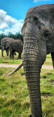 Elephant close-up 
