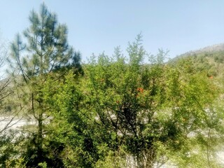 Fototapeta premium pine trees in the forest