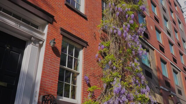 NEW YORK, NEW YORK - USA MAY 3 2024: Wisteria Vines blooms on walls of the Apartment buildings among growing fresh green trees around the Abe Lebewohl Triangle in East Village in New York City.
