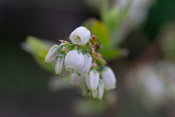 April 20th 2024: blueberry flower in full bloom during spring season