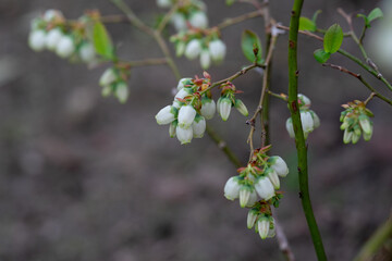 April 20th 2024: blueberry flower in full bloom during spring season