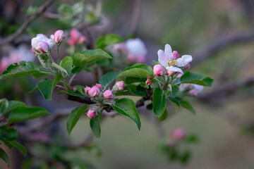 April 17th 2024: apple flower in full bloom during spring season