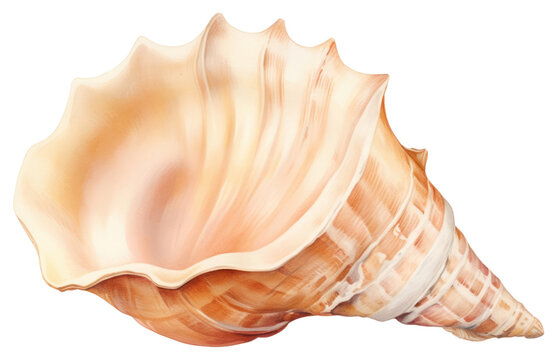 PNG Conch shell seashell white background invertebrate