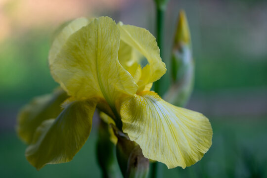 April 5th 2024: iris flower in full bloom during spring season