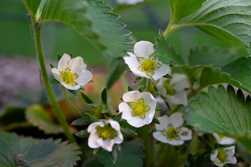 April 10th 2024: strawberry flower in full bloom during spring season