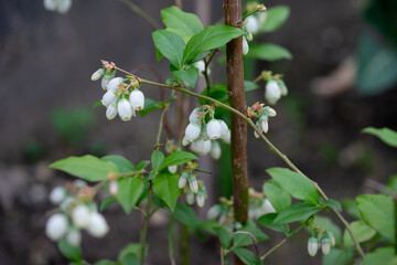 April 20th 2024: blueberry flower in full bloom during spring season
