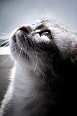 adorable gray cat portrait