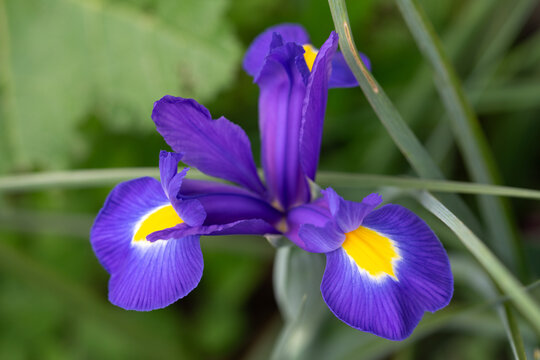 April 5th 2024: iris flower in full bloom during spring season