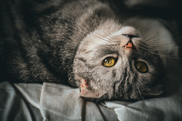 adorable gray cat portrait