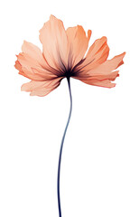 PNG A wildflower petal plant inflorescence