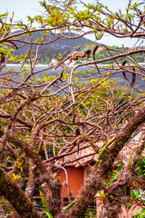 Macaco Sagui Banana Mata Atlântica Floresta Primata Pequeno Fauna Selvagem Alimentação Fruta Natureza Brasil Biodiversidade Arbóreo Árvore Folhagem Cipó Tropical Comportamento Animal Verde